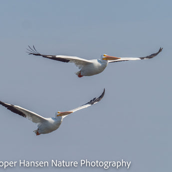 Pelicans In Flight