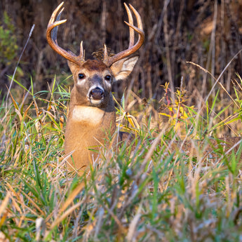 Pop-up Buck