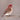 Purple Finch