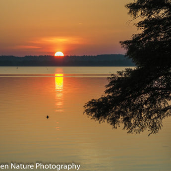 Sunrise At Reelfoot