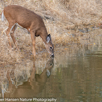 Reflection Of A Doe