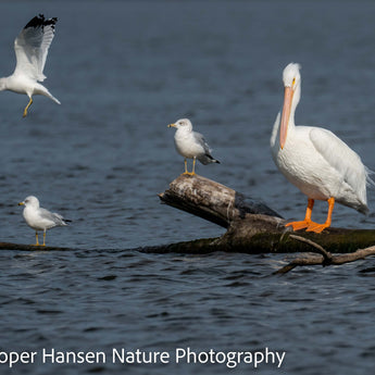 Ring-billed Gulls With Pelican