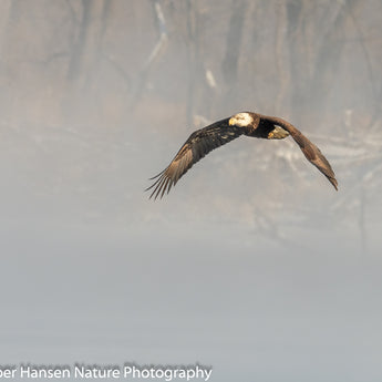 Sea Smoke Eagle