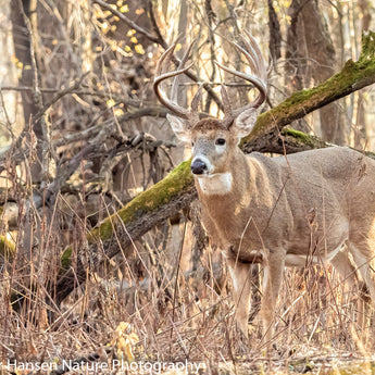 River Bottom Buck