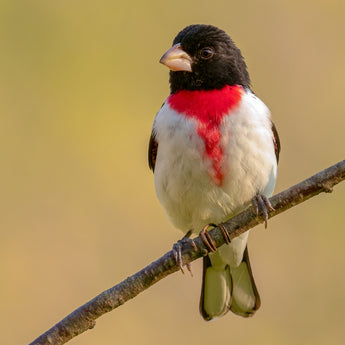 Rose-breasted grosbeak