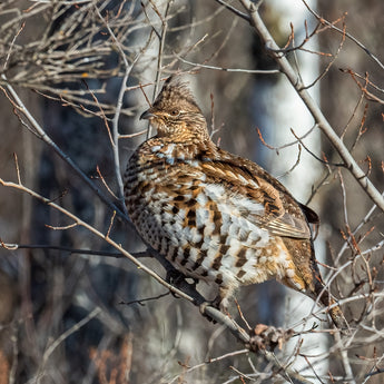 Ruffed Grouse