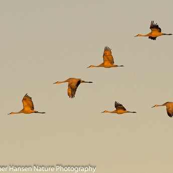 Sandhill Crane Formation