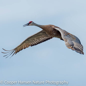 Sandhill In Flight