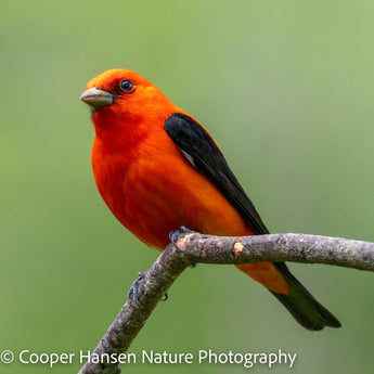 Scarlet Tanager