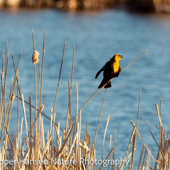 Singing Yellow-headed Blackbird