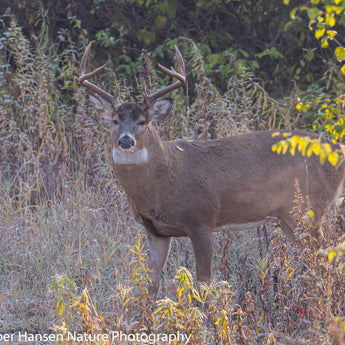 Spur Road Buck