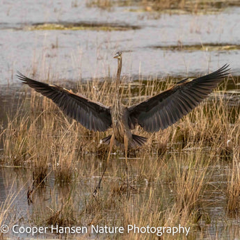 Stealthy Landing