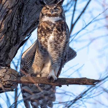 Stretching A Wing