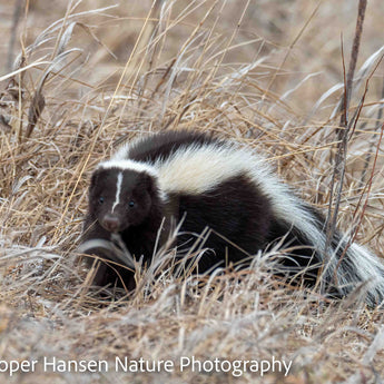 Striped Skunk