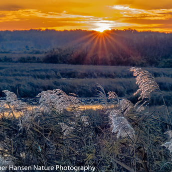 Sunrise At Crex