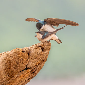 Swallow Love