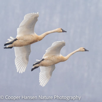 Tundra Swans In Snow