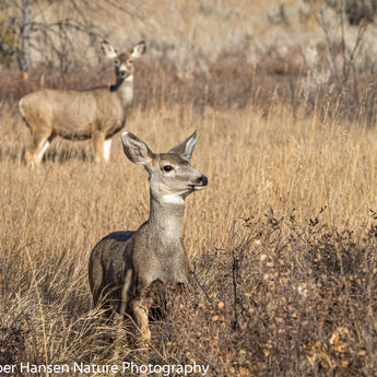 Under A Mother's Watchful Eye