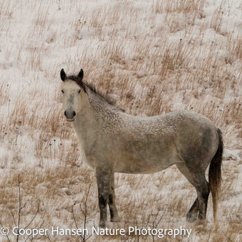 Wild Horse Of North Dakota