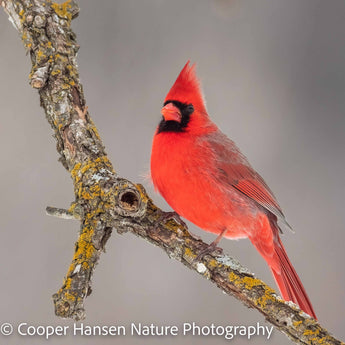 Cardinal On The Oak