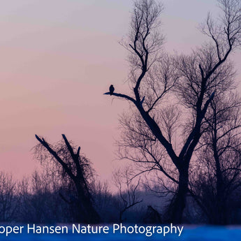 Winter Sunrise