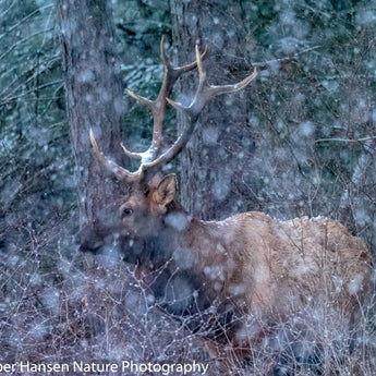 Wisconsin Elk Opener 2020