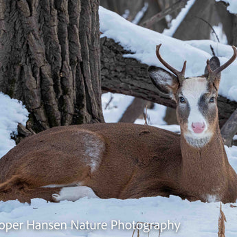 Young Piebald Buck