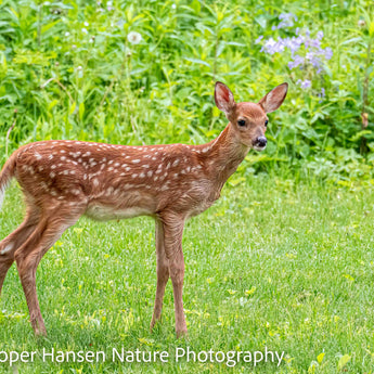 Young Fawn